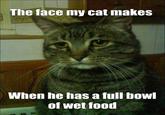 The face my cat makes When he has a full bowl of wet food