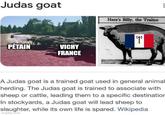 Judas goat PÉTAIN VICHY FRANCE Here's Billy, the Traitor (ع) A Judas goat is a trained goat used in general animal herding. The Judas goat is trained to associate with sheep or cattle, leading them to a specific destination In stockyards, a Judas goat will lead sheep to slaughter, while its own life is spared. Wikipedia imgflip.com