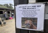 DO NOT LET HIM SEE THE BUCKET. If he sees the bucket he will believe it is for him. It will not be for him. He will not accept this. He will follow you. He will scream.