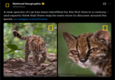 ☐ National Geographic @NatGeo A new species of cat has been identified for the first time in a century— and experts think that there may be even more to discover around the world: on.natgeo.com/n5nxra FERNANDO FACIOLE FERNANDO FACIOLE
