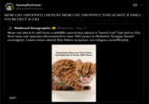 heavyfortress @heavyfortress 0 NEW CAT DROPPED I REPEAT NEW CAT DROPPED THIS IS NOT A DRILL ITS IN FACT A CAT National Geographic @NatGeo - Sep 17 - New cat alert! A call from a wildlife sanctuary about a "weird cat" has led to the first new cat species discovered in over 100 years in Bolivia's Yungas forest ecoregion. Learn more about this feline surprise: on.natgeo.com/JRuaGj 0:07 Scientists Discover First New Cat Species in Over 100 Years