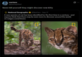 mariana @pastapilled Never kill yourself they might discover new kitty National Geographic @NatGeo - Sep 17 - A new species of cat has been identified for the first time in a century-and experts think that there may be even more to discover around the world: on.natgeo.com/n5nxra FERNANDO FACIOLE FERNANDO FACIOLE 0