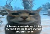 literallymecats i keep saying it is what it is but what even is it