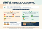 A COOL GUIDE TO WHICH PRODUCE SHOULD NOT BE STORED TOGETHER Your fruit bowl may be speeding up spoilage. WHY SEPARATION HELPS Some produce releases ethylene-a natural ripening gas. Nearby sensitive produce may yellow, soften or spoil sooner. KEEP THESE GROUPS APART ETHYLENE RELEASERS More active as they ripen ETHYLENE-SENSITIVE May lose quality faster nearby Apples Tomatoes Leafy greens Asparagus Ripe bananas Cantaloupe Broccoli/ cauliflower Green beans Avocados Pears / stone fruit Carrots Cucumbers Fresh herbs ANOTHER BAD PAIRING ONIONS + POTATOES Keep apart to reduce sprouting and spoilage. WANT FASTER RIPENING? Put hard fruit in a paper bag with an apple or ripe banana. CHECK IT DAILY. Storage needs vary by produce and ripeness. This guide is about quality-not food safety. Sources: UC Davis Postharvest Research & Extension Center; USDA FoodKeeper Keep ethylene releasers away from sensitive produce when possible.