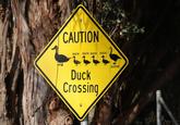 CAUTION DUCK DUCK DUCK DUCK Duck Crossing GOOSE