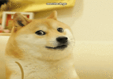 ownthedoge