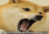 MUSTAAAAAAAARD!!!!!!