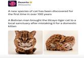 Dexerto @Dexerto A new species of cat has been discovered for the first time in over 100 years A Bolivian man brought the tilcayo tiger cat to a local sanctuary after mistaking it for a domestic kitten