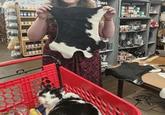 @the_pizzacat