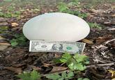 FEDERAL RES ENOTE O THE UNITED STATES OF AMERICA K40670246 H WASHINGTON.D.C. 11 D. 11 K K 40670246H Dis ANDRANGO ONE DOLLAR