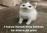 I have hired this kitten to stare at you