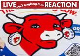 LIVE The Laughing Cow REACTION ES W OR