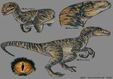 BLSWIFT THIEF BLSWIFT THIEF BLSWIFT THIEF "1 2015 VELOCIRAPTOR "ECHO"