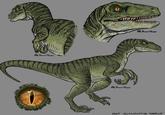 BLSWIFT THIEF BLSWIFT THIEFP BLSWIFT THIEF 2015 VELOCIRAPTOR CHARLIE