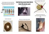 They fall right here on the Chonk Chart becasue they're practically invisible from never been fed even once in their life Cat Chonk Chart Cat that has never been fed in their life starter pack How they feel Second breakfast? What is that? What about SECONS a Afine He chonk Abeckin Hey chank Megachenker Oh lawd, helse bollgirl /She chonk chonker Literally empty bowl What your cat claims they look like They're skin and bones, just withering away right in front of your eyes