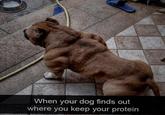 When your dog finds out where you keep your protein