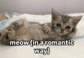 meow (in a romantic way)