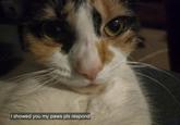 I showed you my paws pls respond