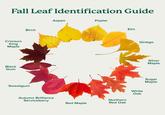 Fall Leaf Identification Guide Crimson King Maple Black Gum Birch Sweetgum Aspen Autumn Brilliance Serviceberry Red Maple Poplar Northern Red Oak Elm Ginkgo White Oak Silver Maple Sugar Maple