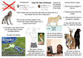 ASSOCIATION OF AQUARIUMS "Infotainment" Exotic Pet Video Starterpack @dumbass 69 5 weeks ago Oh wowwww 1K this is so cute I want one Reply @normalperson 3 weeks ago you should be in jail 5K Reply Anxious pit bull lingering at the edge of the frame There's always that one dude who talks about his animal like it's a sexy woman and the vibe is really weird "OK, but who are these people? Is this... is this cartel money? How do they have a mansion full of lions?" "I love tigers, I just want to show you the wild beauty of these incredible animals" The tiger he's petting: Benadryl Allergy liger (male) >400 kg (>900 lb) All you did was watch a few zoo animal clips and now it's all you're getting Common flavors include: 1. Big cat who's drugged to the t--- 2. Monkey being treated like a baby 3. 144p context-free clip of a crocodile in a bathtub 4. Gray wolf that lives with dogs in a suburban backyard You can't sneeze if you're unconscious. TM "My name is Jeremy JUNGLEMAN Jones and I'm here with Diamond, my GORGEOUS albino king cobra!" The owner is either an influencer-y American, or a Russian who is never seen