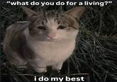 "what do you do for a living?" Gcatsbelingcats i do my best