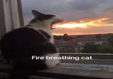 Fire breathing cat