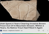 Utah Spent 4 Years Clearing Invasive Brown Trout Out Of A Mountain Stream. Within 6 Years, Its Native Trout Had Filled It Again F Futura - Inspirons l'avenir · 2d