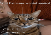 Wild Extra-purrrestrial spotted CP: ??? Cuteness: ∞