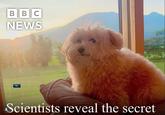 BBC NEWS CHEEMSITZ Scientists reveal the secret