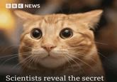 BBC NEWS Scientists reveal the secret