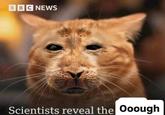 BBC NEWS Scientists reveal the Ooough
