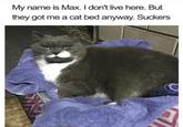 My name is Max. I don't live here. But they got me a cat bed anyway. Suckers ப