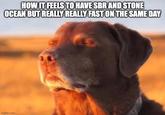 HOW IT FEELS TO HAVE SBR AND STONE OCEAN BUT REALLY REALLY FAST ON THE SAME DAY imgflip.com