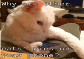 Why are other cats' pics on your phone?