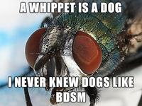 A WHIPPET IS A DOG NEVER KNEW DOGS LIKE BDSM