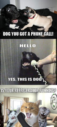 DOG YOU GOT A PHONE CALL! HELLO YES, THIS IS DO S YOUR REIGERATORRUNNING2