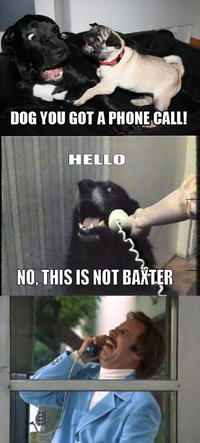 Wrong number again DOG YOU GOT A PHONE CALL! HELLO NO, THIS IS NOT BAXTER