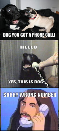 DOG YOU GOT A PHONE CALL! HELLO YES, THIS IS DO SORRY WRONG NUMBER