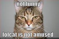 not funny lolcat is not amused