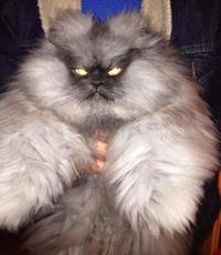 colonel meow meets grumpy cat