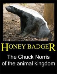 HONEY BADGER The Chuck Norris of the animal kingdom