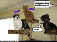 Gentlemen. .there is a SPY among us! W--?! WTFPI Uh Oh.. ICAN H AS CHE E ZBURGER.COM亭導乡