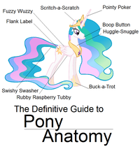 <a href="http://www.fimfiction.net/story/257563/the-definitive-guide-to-pony-anatomy-starring-princess-celestia-and-princess-luna">Source</a>