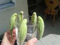 Parakeet High Council