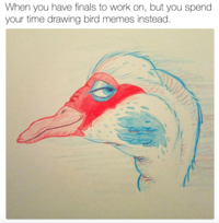 When you have finals to work on, but you spend your time drawing bird memes instead.