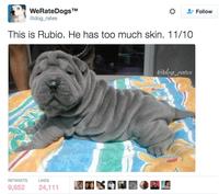 WeRateDogsTM @dog rates Follow This is Rubio. He has too much skin. 11/10 adng rales RETWEETS 241 11 週EDSIM