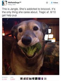 WeRateDogsTM @dog_rates Follow This is Jangle. She's addicted to broccoli. It's the only thing she cares about. Tragic af. 8/10 get help pup RETWEETS LIKES 2,154 5,884