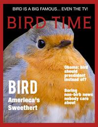 BIRD IS A BIG FAMOUS... EVEN THE TV! BIRD TIME Obama;bird should presdident instead of? BIRD Boring non-birb news nobody care about Amerieca's Sweethert