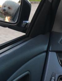 Dog in rearview