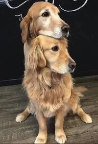 Dog on dog surprise
